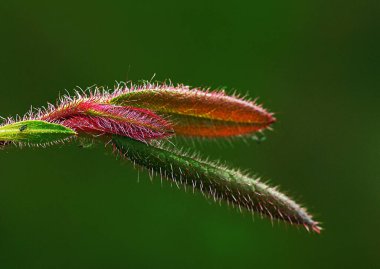 Yalnız pofuduk haşhaş tomurcuğu ve yeşil bir arka plan.