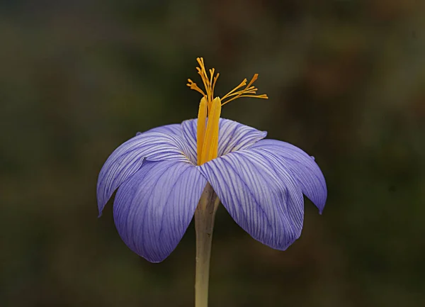 Őszi Évelő Aster Lila Virágai Őszi Kertben — Stock Fotó