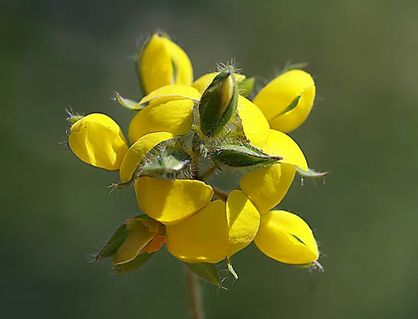 Närbild Foto Gul Blomma Med Bakgrund — Stockfoto