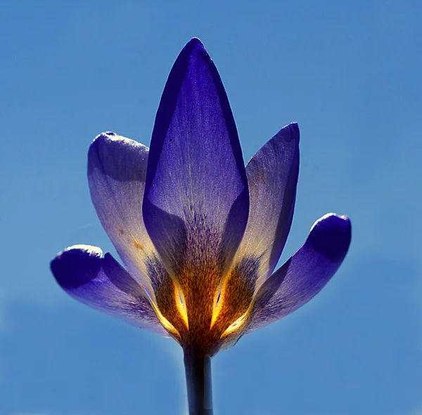 Фиолетовые Голубые Цветы Яркие Весенние Цвета Голубом Фоне Макроизображения Цветочных — стоковое фото