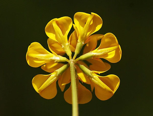 Foto Primo Piano Girasole Con Uno Sfondo — Foto Stock