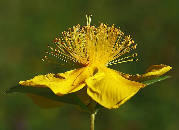 Närbild Foto Gul Blomma Med Bakgrund — Stockfoto