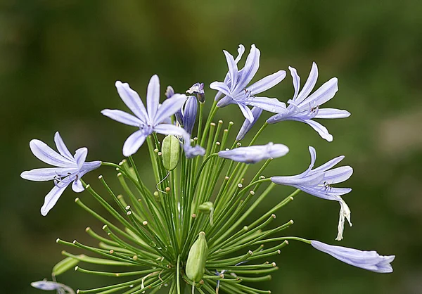 white-lilac flowers blooming and unblown on a branch among green foliage.