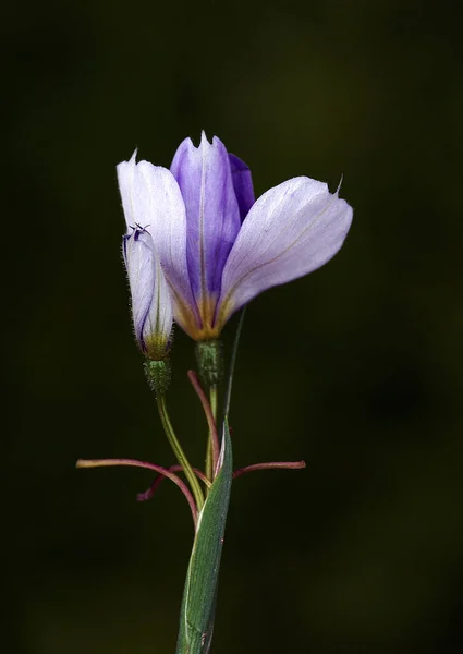 Μπλε Καμπάνα Λουλούδι Απομονωμένο Υψηλής Ποιότητας Φωτογραφία — Φωτογραφία Αρχείου