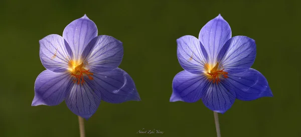 Flores Púrpuras Otoño Perenne Aster Jardín Otoño — Foto de Stock