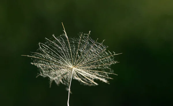 Närbild Maskros Huvud Svart Bakgrund Högkvalitativt Foto — Stockfoto