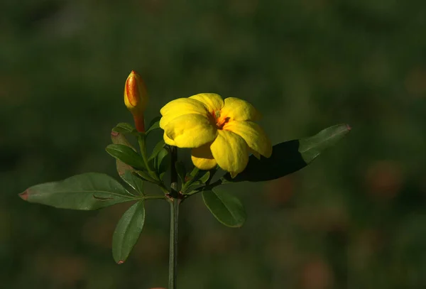 Foto Cerca Una Flor Amarilla Con Fondo —  Fotos de Stock