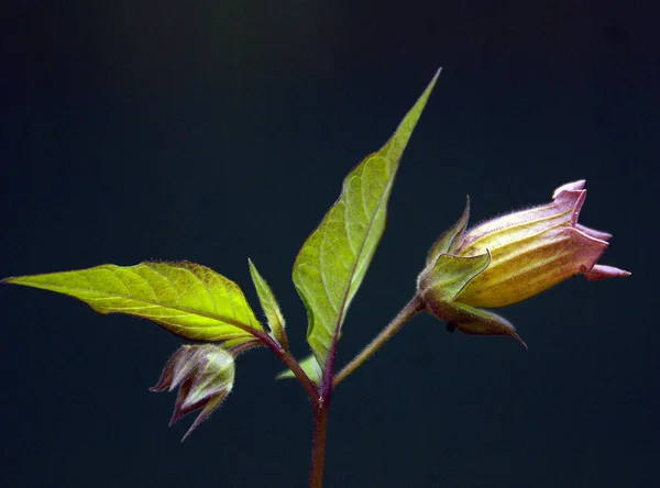 Detailaufnahme Einer Blume Mit Verschwommenem Hintergrund — Stockfoto