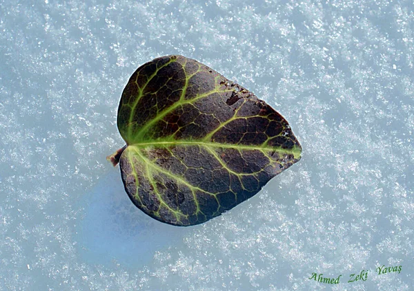 Small Brown Aspen Leaf Lying Snow High Quality Photo — Stok fotoğraf