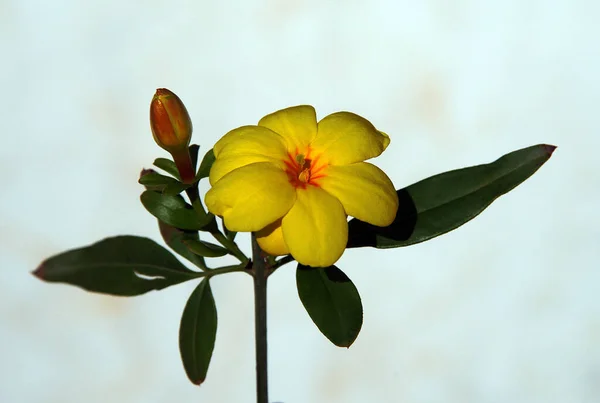 Foto Cerca Una Flor Amarilla Con Fondo —  Fotos de Stock