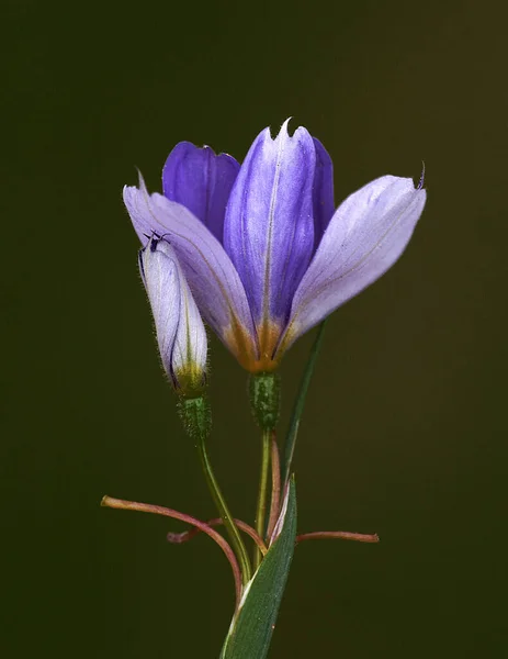 Цветок Голубого Колокола Высокое Качество Фото — стоковое фото