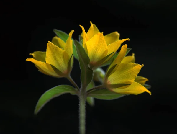 Foto Cerca Una Flor Amarilla Con Fondo —  Fotos de Stock