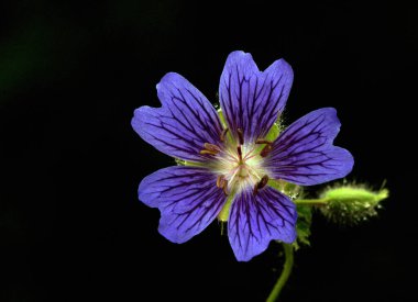 Mavi Çan Çiçeği izole edildi. Yüksek kalite fotoğraf