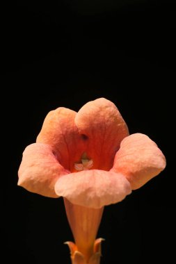 Bu açıdan, çiçek tüm harika detaylarını koyu bulanık arkaplan yardımıyla gösterir..