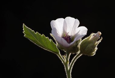 Bu açıdan, çiçek tüm harika detaylarını koyu bulanık arkaplan yardımıyla gösterir..