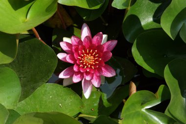 Derin mavi su yüzeyinde güzel bir nilüfer çiçeği. Yüksek kalite fotoğraf