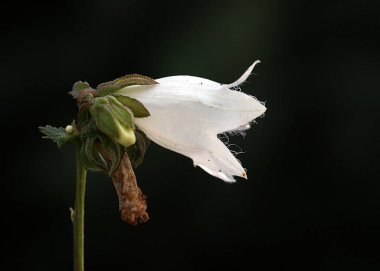 Bulanık ve koyu arkaplanı ile son derece göze çarpan bu çiçek fotoğrafı çiçeğin tüm harika detaylarını gösteriyor..