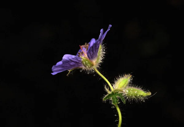 Fiore Campana Blu Isolato Foto Alta Qualità — Foto Stock