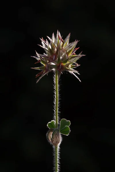 Közelkép Részletes Fénykép Egy Virág Homályos Háttér — Stock Fotó