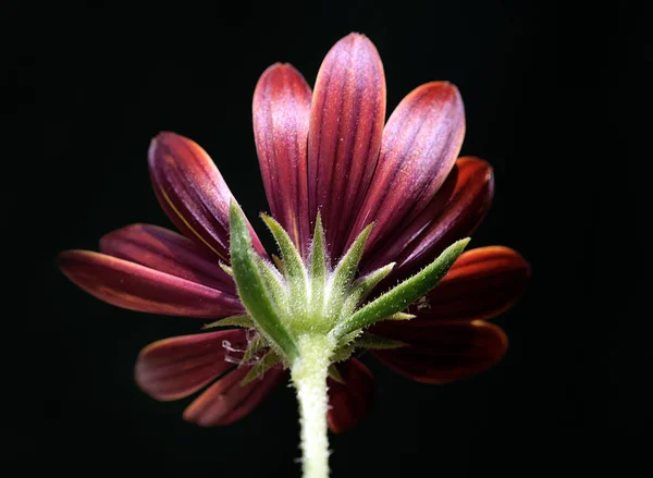 Gerbra Flor Perto — Fotografia de Stock