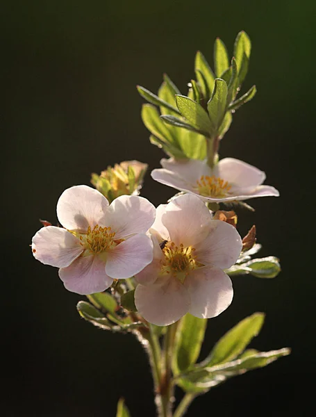 Açıdan Çiçek Tüm Harika Detaylarını Koyu Bulanık Arkaplan Yardımıyla Gösterir — Stok fotoğraf