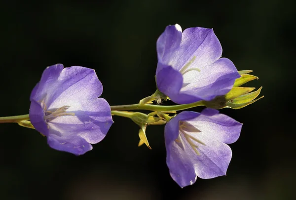 Angle Flower Shows All Its Wonderful Details Help Dark Blurred — Stock Photo, Image