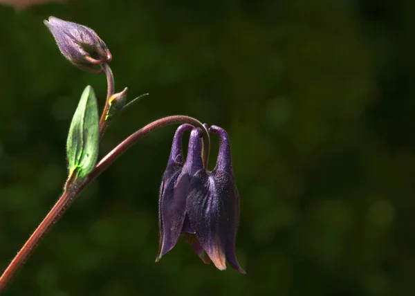 Ebből Szögből Virág Megmutatja Minden Csodálatos Részleteket Segítségével Sötét Homályos — Stock Fotó