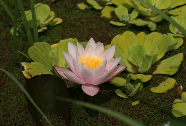 Belle Fleur Lotus Dans Surface Eau Bleu Profond Photo Haute — Photo