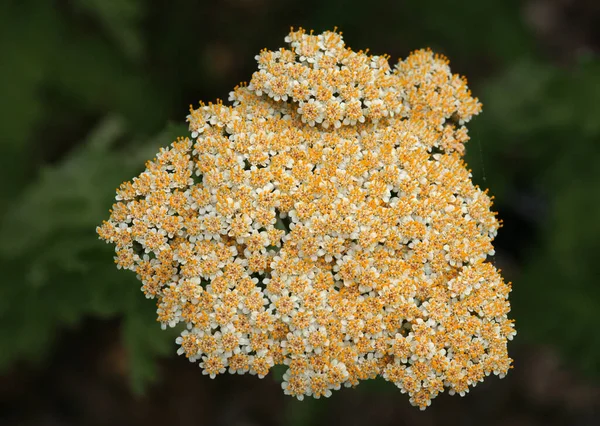Hoge kwaliteit close-up Foto van een plant die een oog vangende schoonheid met zijn natuurlijke schoonheid heeft — Stockfoto