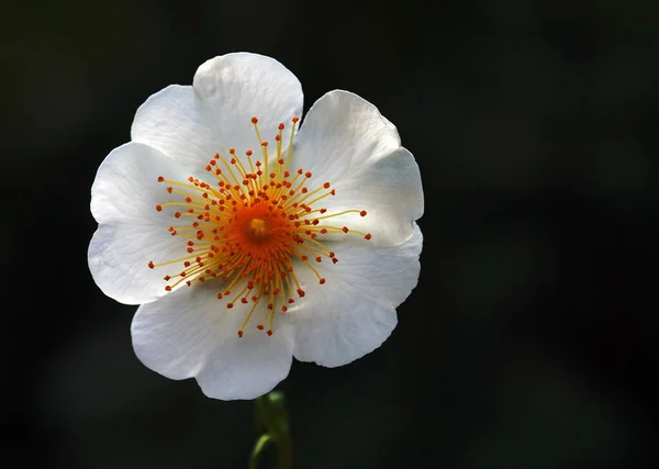 Flor incrível em bacground preto — Fotografia de Stock
