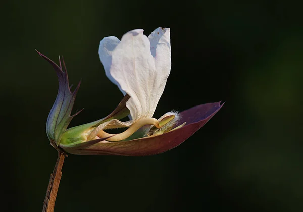 Rendkívül szemet gyönyörködtető a homályos és sötét háttér, Ez a virág fotó megmutatja az összes csodálatos részleteket a virág. — Stock Fotó