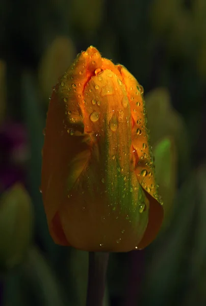 A beleza da cor amarela é naturalmente inegável, assim que o amarelo em uma flor é naturalmente ingualmente impecável. — Fotografia de Stock