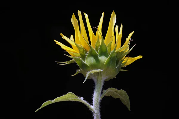 Estremamente accattivante con il suo sfondo sfocato e scuro, Questa foto fiore mostra tutti i meravigliosi dettagli del fiore. — Foto Stock