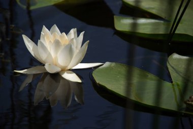 Sabah beyaz nilüfer çiçeği, temiz hava ve bir damla su.. 