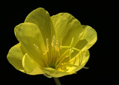 Bulanık ve koyu arkaplanı ile son derece göze çarpan bu çiçek fotoğrafı çiçeğin tüm harika detaylarını gösteriyor..