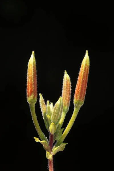Extremadamente llamativo con su fondo borroso y oscurecido, esta foto de la flor muestra todos los maravillosos detalles de la flor. —  Fotos de Stock