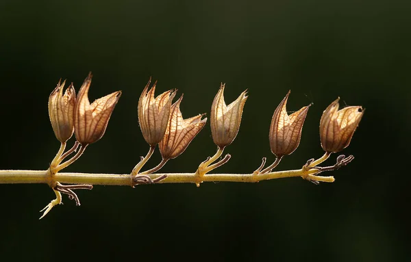 Extremamente atraente com seu fundo borrado e escurecido, esta foto de flor mostra todos os detalhes maravilhosos da flor. — Fotografia de Stock