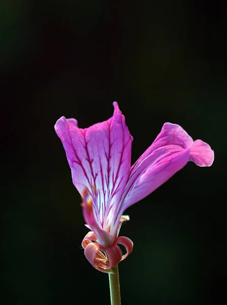 Extremt iögonfallande med sin suddiga och mörkare bakgrund, Detta blomma foto visar alla de underbara detaljerna i blomman. — Stockfoto