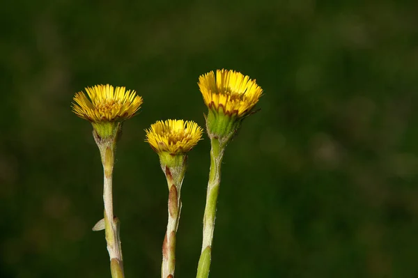 La bellezza del colore giallo è naturalmente innegabile, quindi il giallo su un girasole è naturalmente altrettanto impeccabile.. — Foto Stock