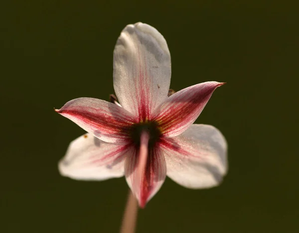 Rendkívül szemet gyönyörködtető a homályos és sötét háttér, Ez a virág fotó megmutatja az összes csodálatos részleteket a virág. — Stock Fotó