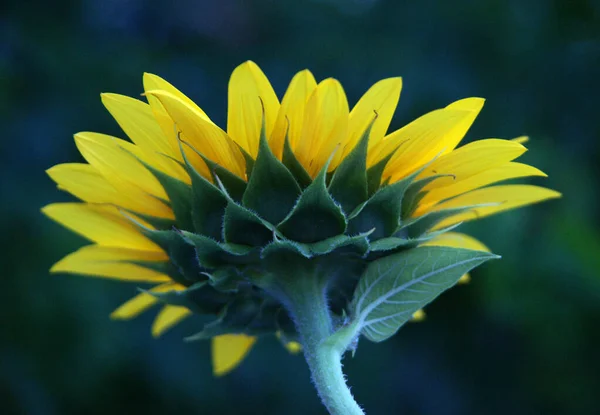 La belleza del color amarillo es, por supuesto, innegable, por lo que el amarillo en un girasol es, por supuesto, igualmente perfecto. — Foto de Stock