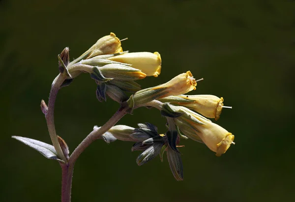 High Quality Close Up Photo of a Plant Which has an Eye Catching Beauty With Its Natural Beauty — Stock Photo, Image