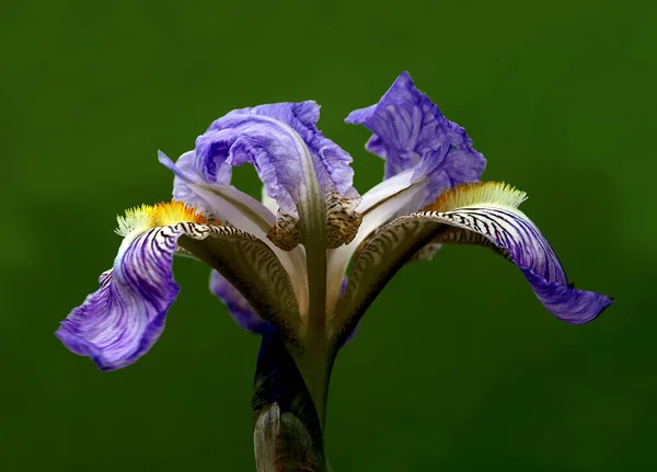 Υψηλή ποιότητα Κοντινό πλάνο Φωτογραφία ενός φυτού που έχει ένα μάτι αλίευση ομορφιά με τη φυσική ομορφιά του — Φωτογραφία Αρχείου