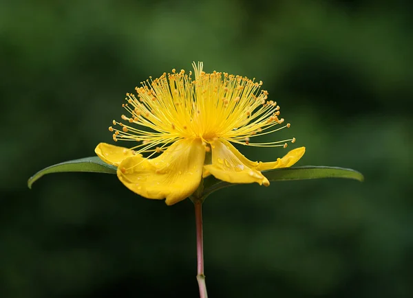 La belleza del color amarillo es, por supuesto, innegable, por lo que el amarillo en una flor es por supuesto igualmente impecable. —  Fotos de Stock