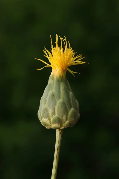 Bulanık ve koyu arkaplanı ile son derece göze çarpan bu çiçek fotoğrafı çiçeğin tüm harika detaylarını gösteriyor.. — Stok fotoğraf