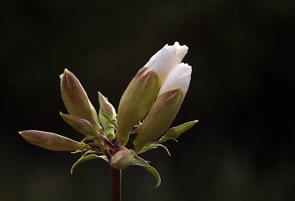 Niezwykle przyciągające wzrok z rozmytym i ciemnym tle, To zdjęcie kwiat pokazuje wszystkie wspaniałe szczegóły kwiatu. Obrazek Stockowy