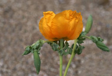 Güneş ışığında gül, sarı ve kırmızı renk, muhteşem şekil ve muhteşem renk.