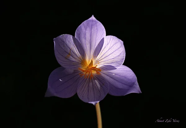 Sonbahar sonbahar sonbahar bahçesindeki Aster 'in mor çiçekleri. — Stok fotoğraf