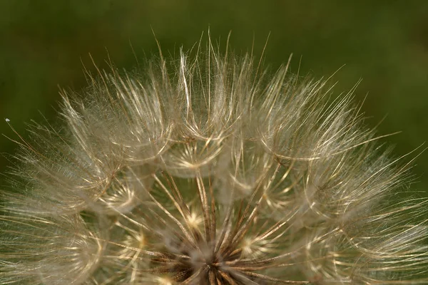 Zbliżenie Dandelion głowy na czarnym tle — Zdjęcie stockowe