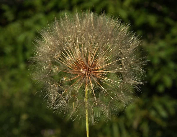 Closeup of Dandelion head on black background — Stock Photo, Image